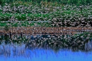 华侨城欢乐海岸游玩全攻略：省钱省时玩转深圳湾休闲胜地