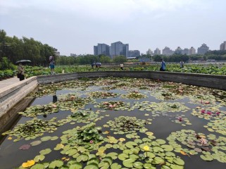 北京莲花池公园免费游玩全攻略：最佳赏荷季节、游览路线与交通指南