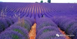 普罗旺斯旅游全攻略：薰衣草田、古罗马遗迹与慢生活体验，轻松规划完美南法之旅