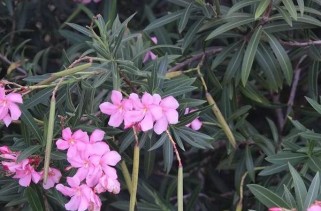 夹竹桃科植物养护指南：美丽背后的安全警示与家庭种植技巧