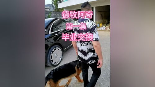 职场新风尚，白领的白鹿与睡衣文化——探索工作与生活融合的边界