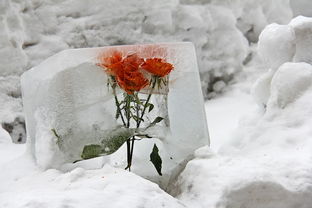 新人国庆首日冒雪结婚，浪漫至死不渝，白雪见证真爱