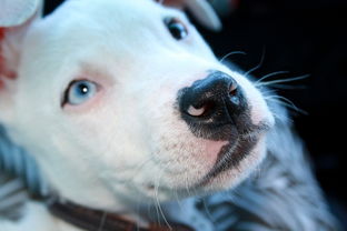 比特斗牛梗犬，独特的魅力与饲养指南