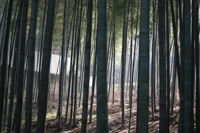 杭州云栖竹径旅游攻略:四季美景、交通路线与摄影打卡全指南 杭州云栖竹径旅游攻略:四季美景、交通路线与摄影打卡全指南