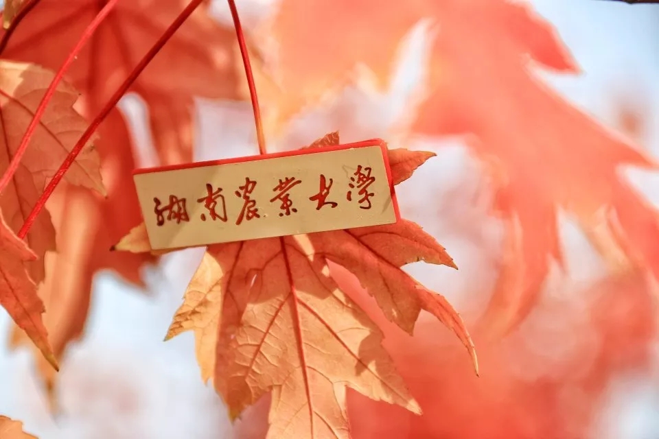 湖南农大:从历史沿革到优势专业,一站式了解这所农业特色大学的便捷指南 湖南农大:从历史沿革到优势专业,一站式了解这所农业特色大学的便捷指南