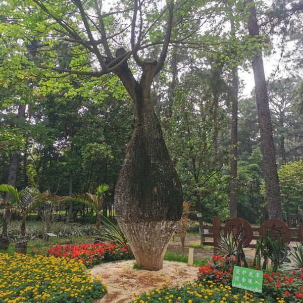 武汉植物园游玩全攻略:门票交通、最佳季节、景点路线一网打尽,轻松享受城市绿洲之旅 武汉植物园游玩全攻略:门票交通、最佳季节、景点路线一网打尽,轻松享受城市绿洲之旅