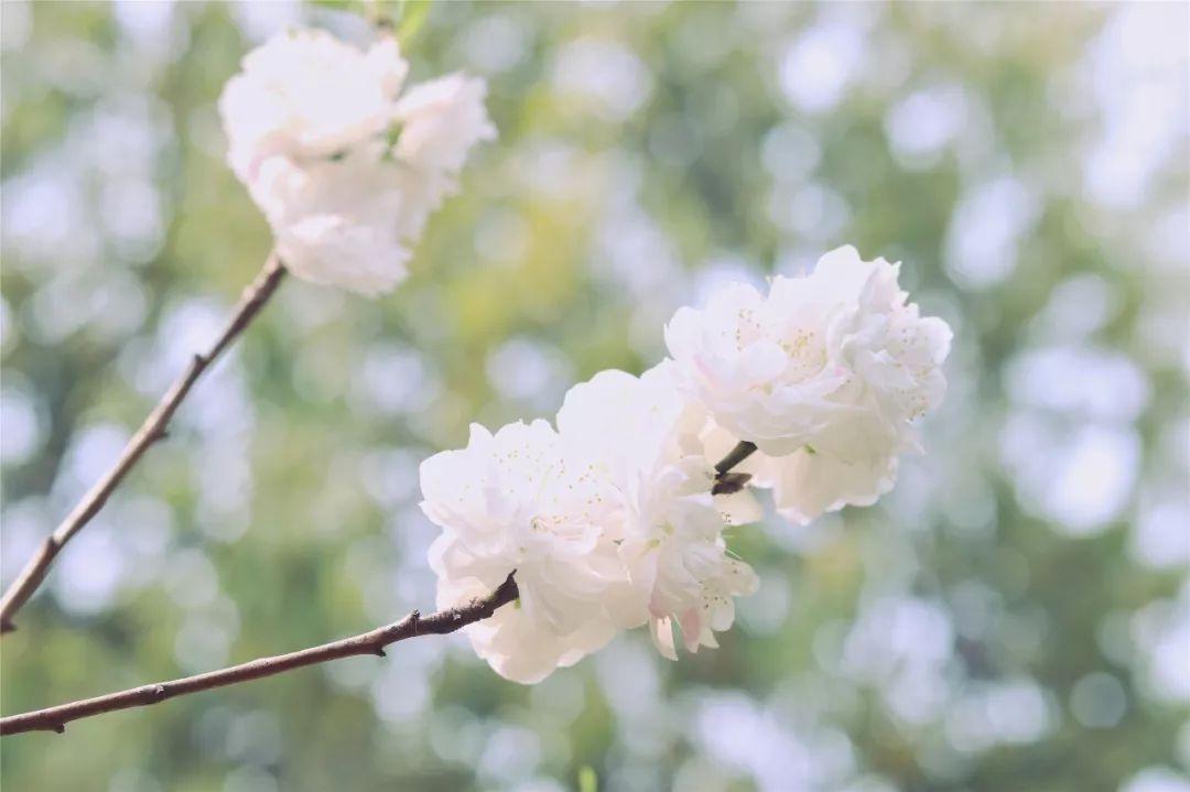 合肥植物园游玩全攻略:门票价格、开放时间、交通路线及四季美景一网打尽 合肥植物园游玩全攻略:门票价格、开放时间、交通路线及四季美景一网打尽