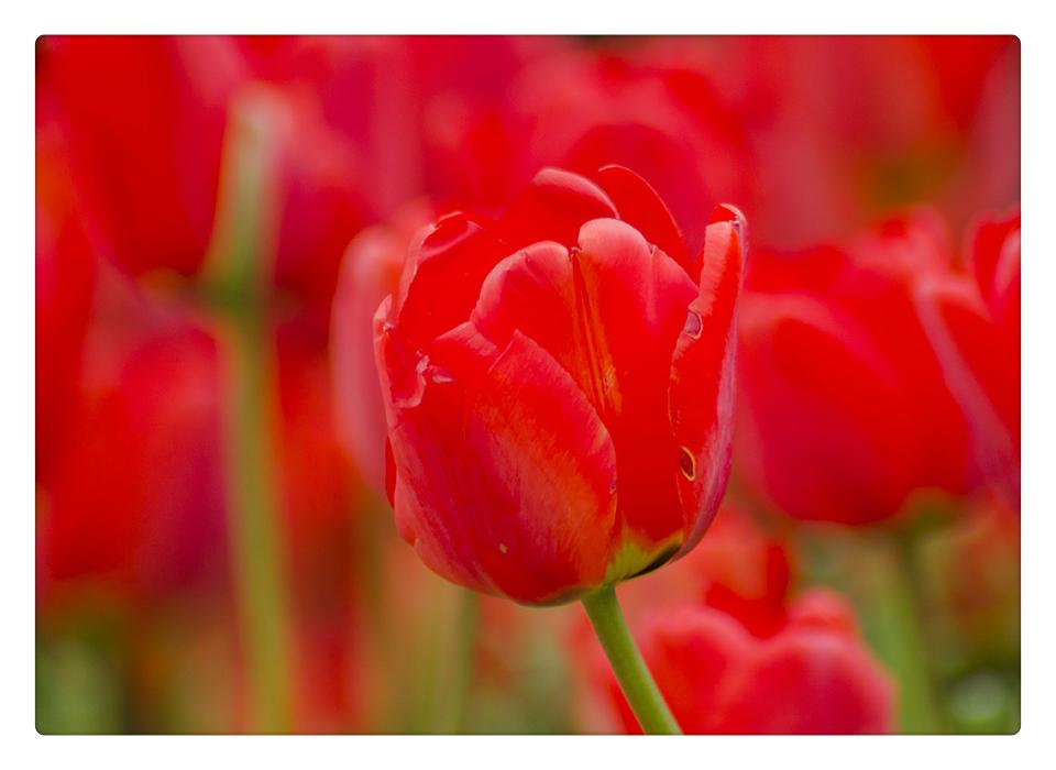 合肥植物园游玩全攻略:门票价格、开放时间、交通路线及四季美景一网打尽 合肥植物园游玩全攻略:门票价格、开放时间、交通路线及四季美景一网打尽